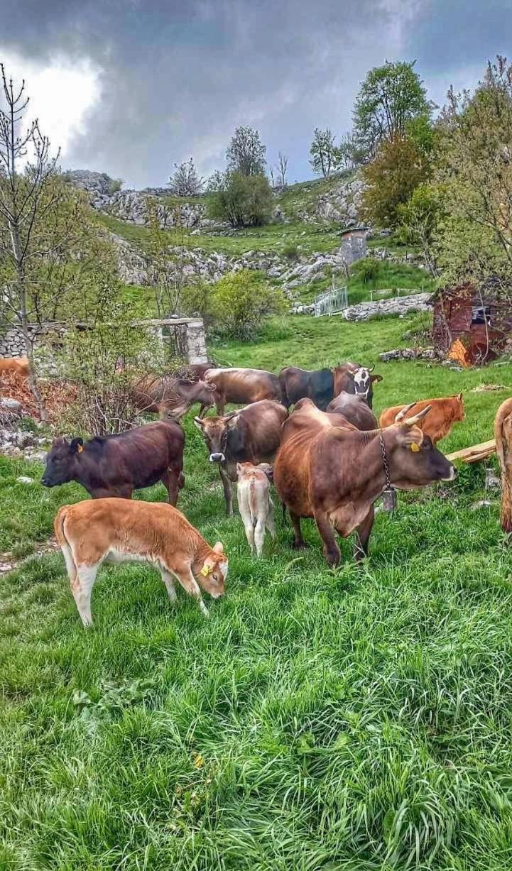 Konak Umoljani Exteriör bild